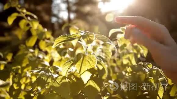 夏天，一个阳光洒在树上的女孩抚摸着它的花瓣