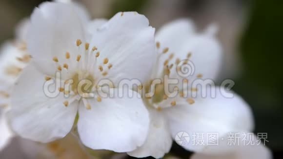 菲拉德尔菲斯科隆格。 白色的茉莉花在风中摇曳。