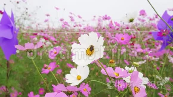 粉红色和白色的宇宙花田，一朵白色的花上有蜜蜂