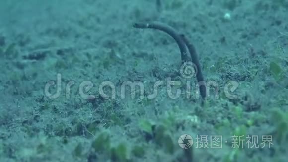 祖鲁海杜马盖特沙地泰勒园鳗鱼视频