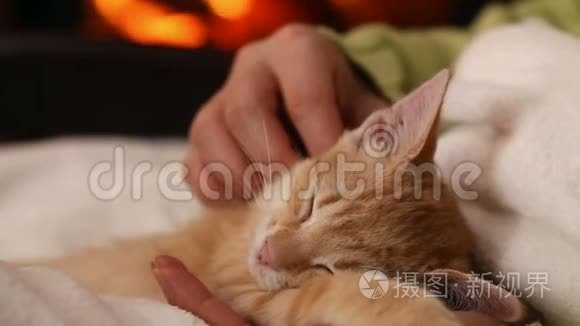 女人的手，宠物可爱的小猫睡在她的大腿上