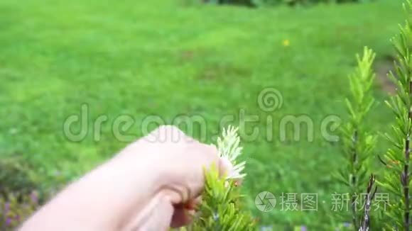 给花园里的迷迭香草浇水