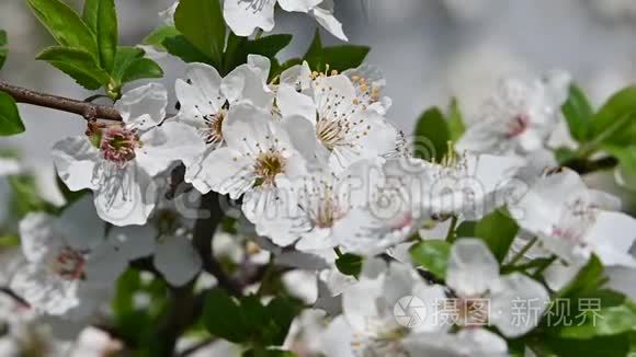 把白色的樱花绽放在绿色视频