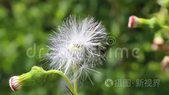 风晨的蒲公英花