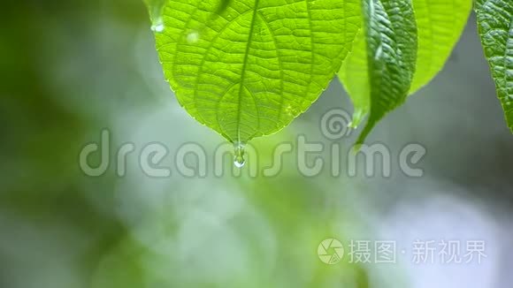 雨季雨水落在植物湿润的叶子上视频