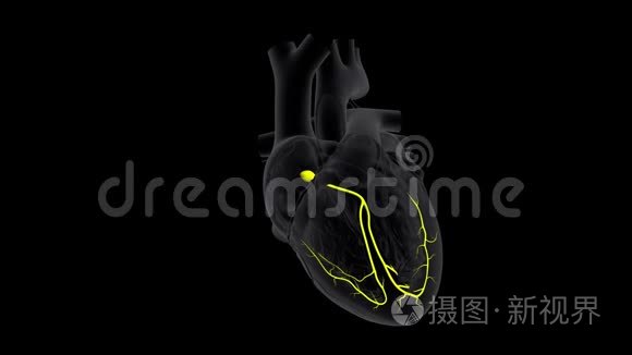 心脏的AV节点信号