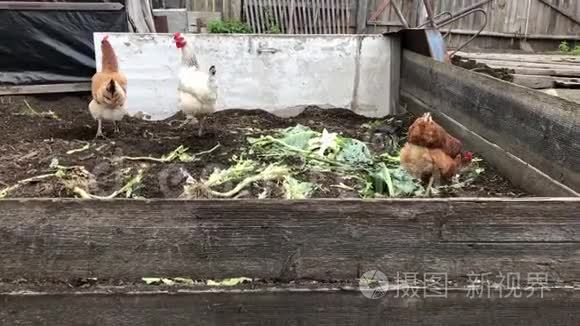 公鸡和鸡在农家院里觅食和行走。 鸡场。