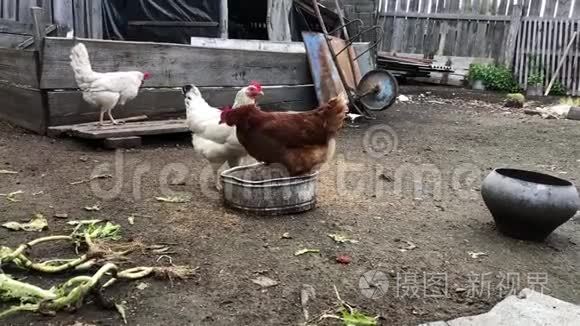 公鸡和鸡在农家院里觅食和行走。 鸡场。