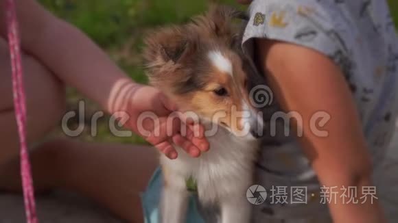 对宠物的爱两个女孩在外面抚摸一只雪莉希特兰牧羊犬小狗。