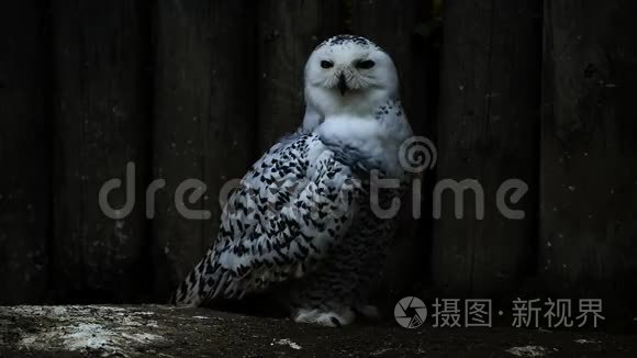 雪白的猫头鹰视频