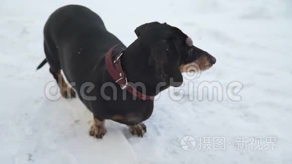 狗在雪上环顾四周视频