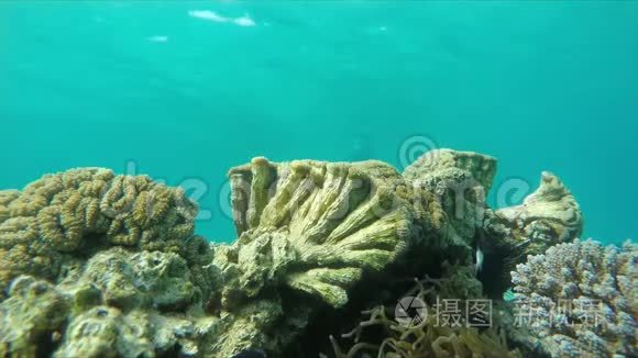潜水员游到珊瑚礁