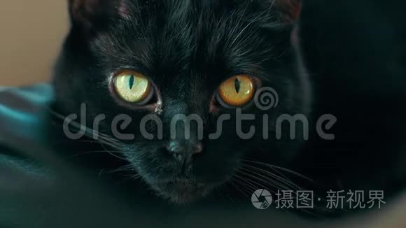 黑色猫，黄色眼睛在4K。 可循环使用。