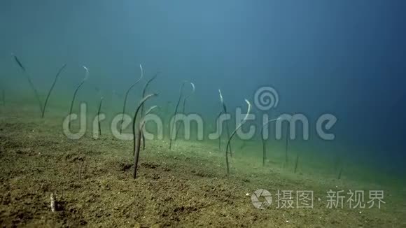 祖鲁海杜马盖特沙地泰勒园鳗鱼