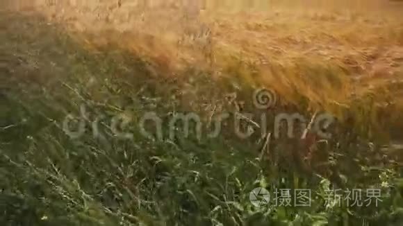 麦田边缘的燕麦穗视频