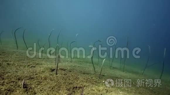 祖鲁海杜马盖特沙地泰勒园鳗鱼