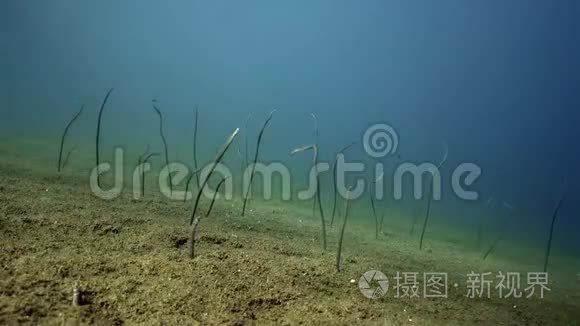 祖鲁海杜马盖特沙地泰勒园鳗鱼