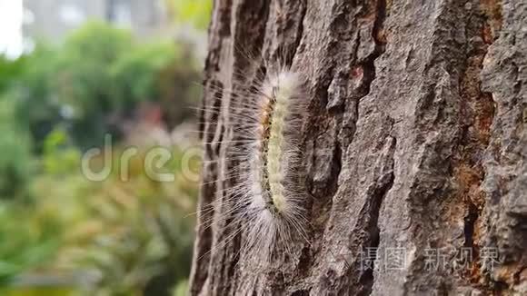 虫毛毛虫在树皮上缓慢地爬行