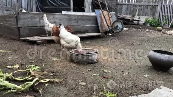 公鸡和鸡在农家院里觅食和行走。 鸡场。