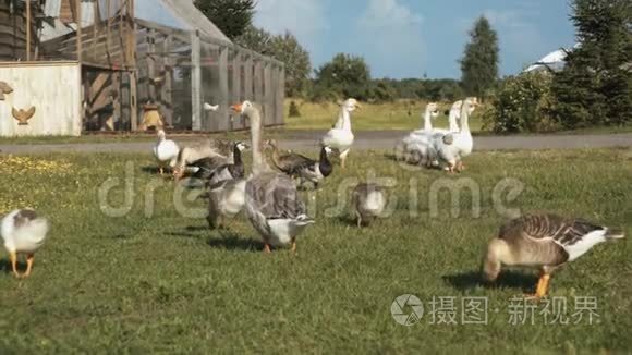 农场里一群家养的鹅视频