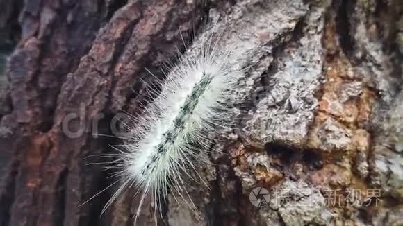 虫毛毛虫在树皮上缓慢地爬行视频