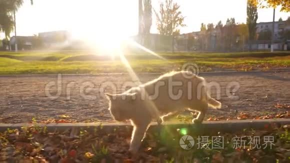 美丽的姜猫走在公园的小路上，阳光照耀着