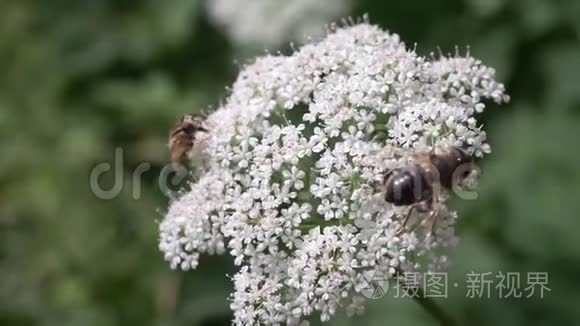 在风中摇曳的白色花朵上的蜜蜂视频