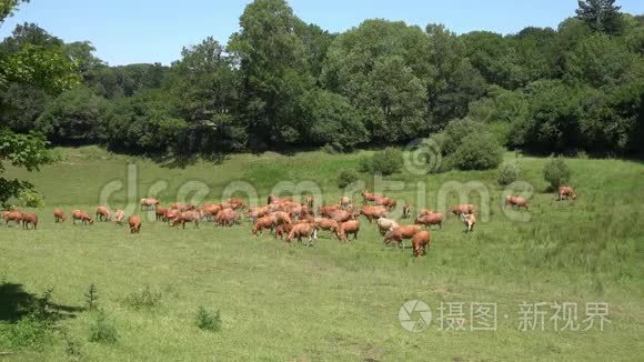 红牛在郁郁葱葱的草地上觅食视频