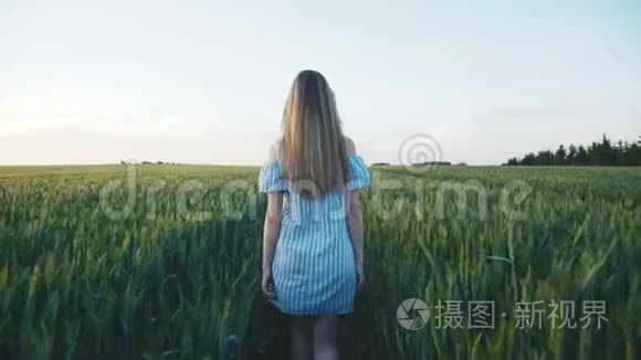 女孩走在绿色的小麦田里的背影