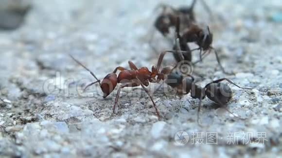 一只试图杀死亚马逊蚂蚁的蚂蚁视频