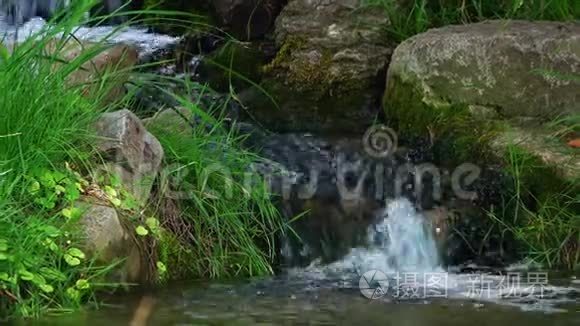 大自然中的小溪流水视频