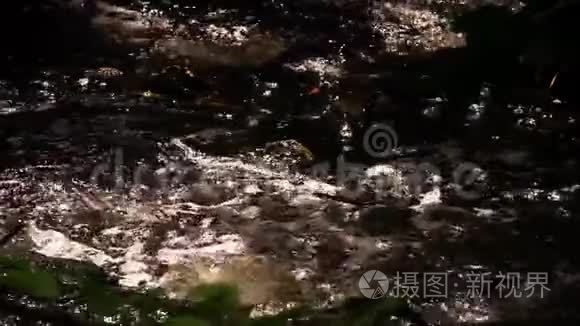 大自然中的小溪流水视频