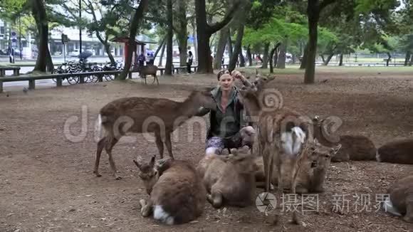 女人抚摸奈良鹿视频