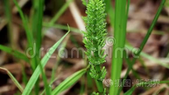 在绿色沼泽植物上滴露水