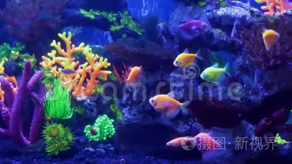 水族馆荧光热带鱼类的特写视频