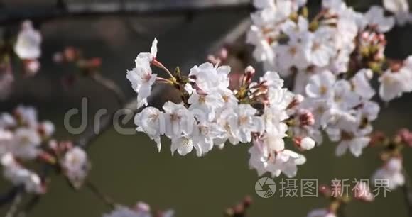 东京公园的樱花和蜜蜂视频