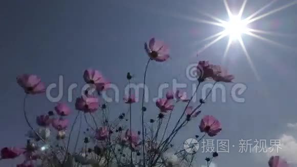 宇宙之花与太阳视频