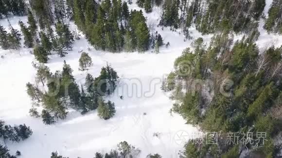 人们在针叶树之间的森林中滑雪的鸟瞰图。 录像。 滑雪胜地