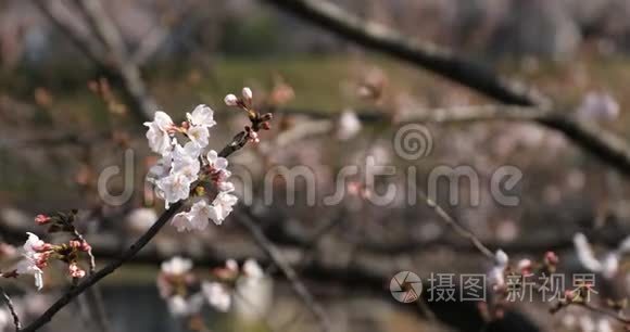 东京公园的樱花和蜜蜂视频