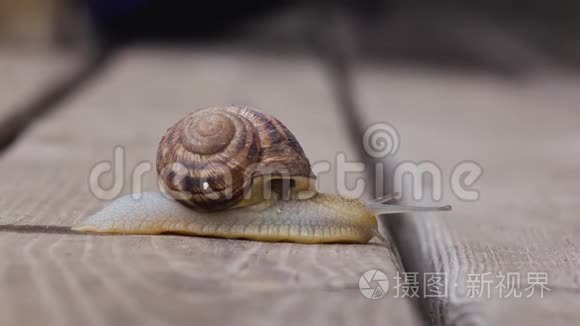 木制表面的一只蜗牛