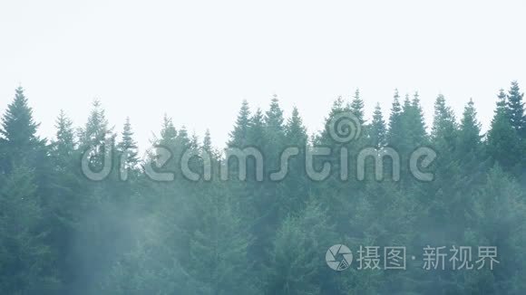 薄雾笼罩着一排树木视频