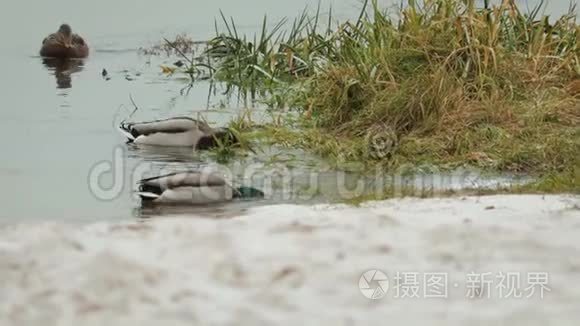 冬天，灰色的野鸭和绿色的野鸭在靠近海岸的湖中游泳和潜水寻找食物