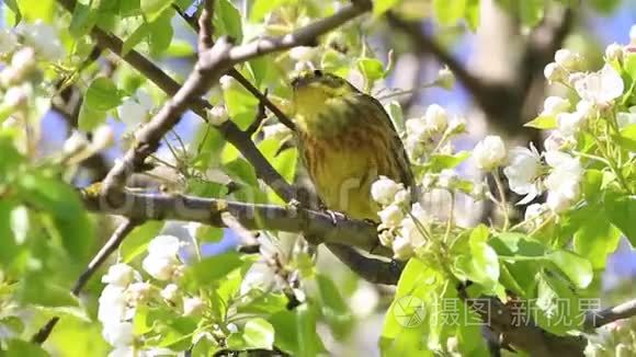 梨花黄锤唱春歌视频