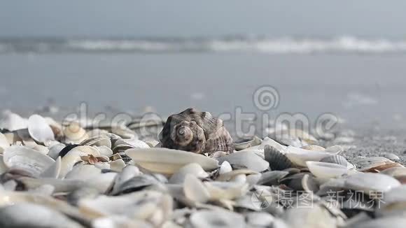 海滩上的贝壳和背景下的海水视频