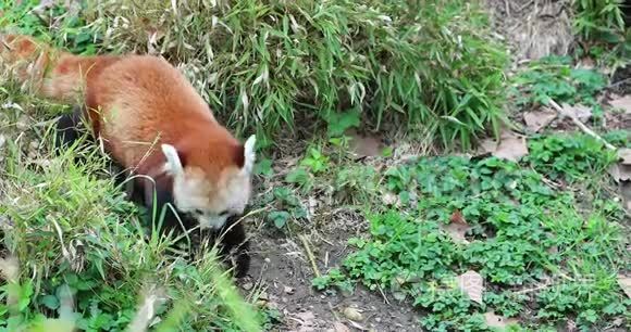 小熊猫吃草视频
