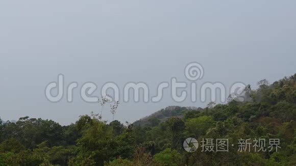 雨天山上风吹竹叶树顶视频