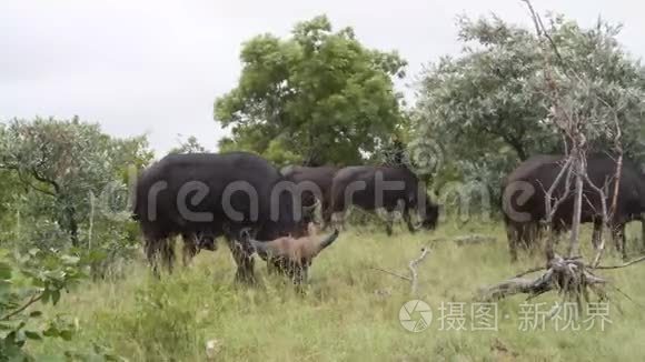 雄伟的水牛群在野外放牧和行走视频