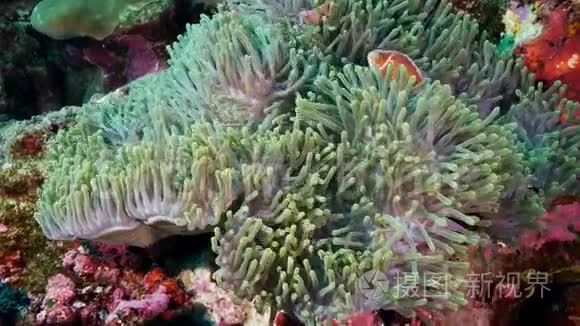 热带未漂白珊瑚礁上的小丑鱼视频