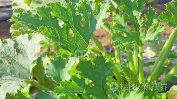 西葫芦生长在灌木上视频