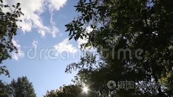 一棵绿树的树枝在风中摇曳。 树枝。 夏天的一棵树。